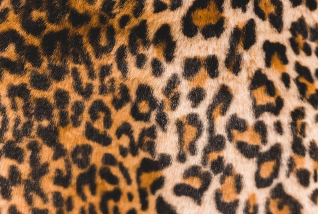 Free Leopard Background